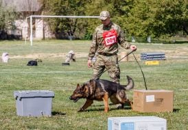 All-Ukrainian competitions of teams of canine units of law enforcement agencies