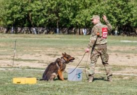 All-Ukrainian competitions of teams of canine units of law enforcement agencies
