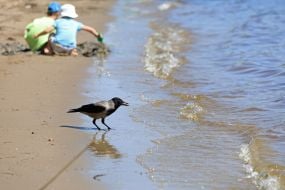 Gray crow on the beach in Natalka Park in Kyiv