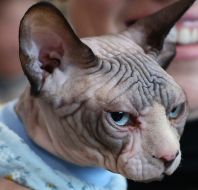 Sphynx cat