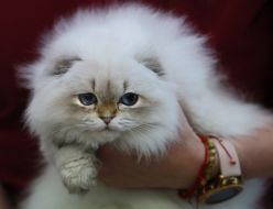 Кіт