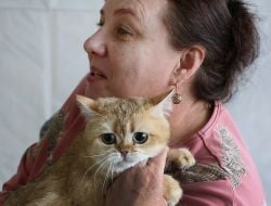Кіт