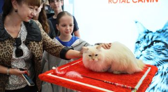 Міжнародна виставка котів у Львові