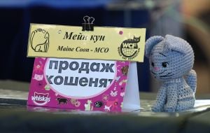 Кіт породи сфінкс