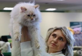 Кіт