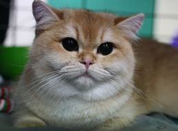 Кіт