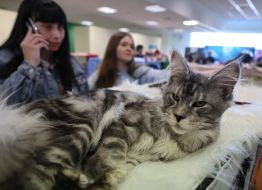 Міжнародна виставка котів у Львові