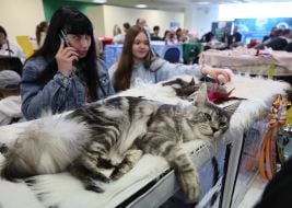 Міжнародна виставка котів у Львові