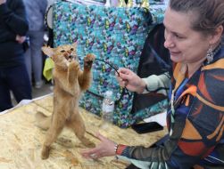 Міжнародна виставка котів у Львові
