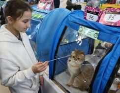 Міжнародна виставка котів у Львові