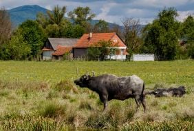 Карпатські буйволи