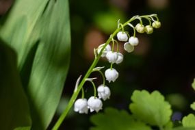 Lily of the valley