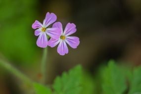 Flower in the park