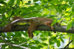 Squirrel resting on a tree branch
