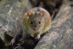Mouse