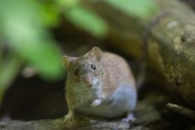 Mouse