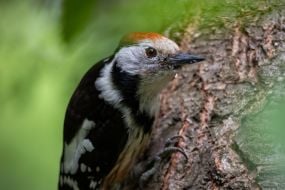Woodpecker