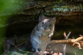 Mouse