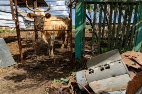Остатки боеприпасов возле загона с коровами в Харьковской области