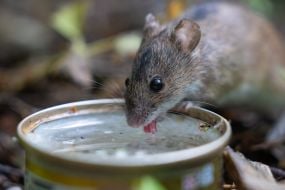 Mouse