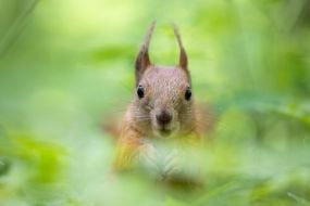 Squirrel