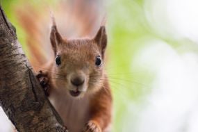 Squirrel