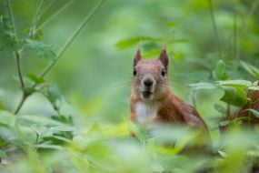 Squirrel