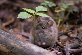 Mouse