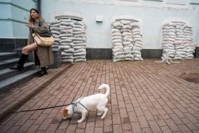Dog on a leash