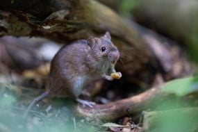 Mouse