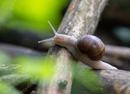 Snail