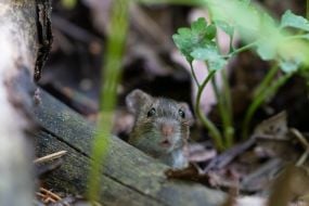 Mouse