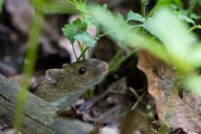 Mouse