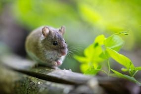 Mouse