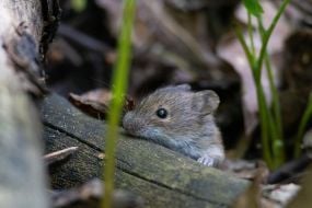 Mouse
