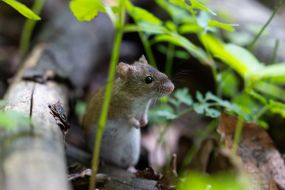 Mouse