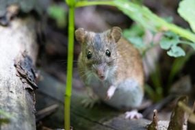 Mouse