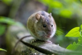 Mouse
