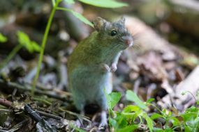 Mouse