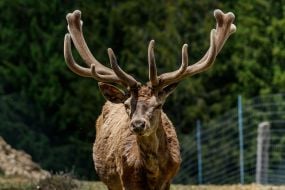 Red deer