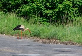 A stork eats a snake on the side of a mountain road in the Carpathians