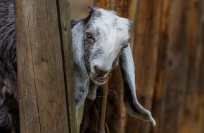 Damask goat