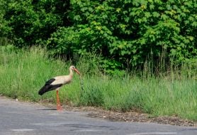 A stork eats a snake on the side of a mountain road in the Carpathians