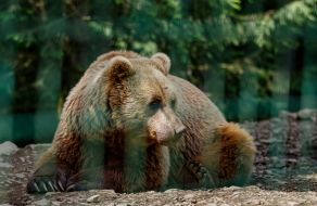 Brown bear