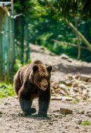 Brown bear