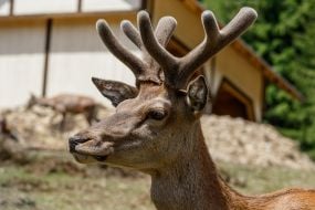 Red deer