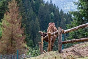 Camel