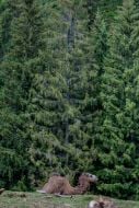 A camel is resting near a spruce forest
