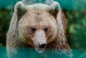 Brown bear