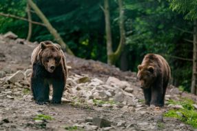 Brown bears